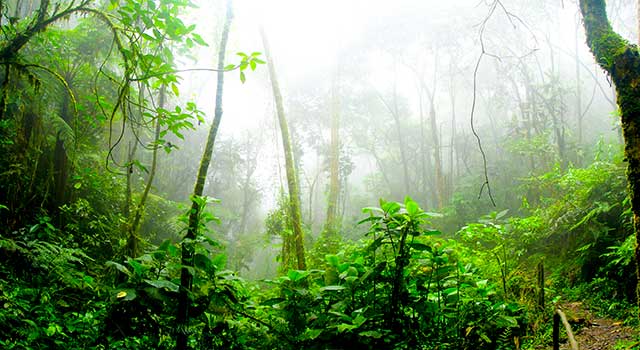 Rainforest themed books for children